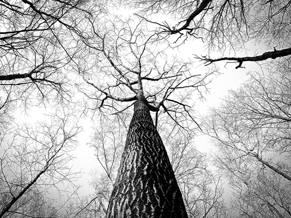 tall-tree_stark-600