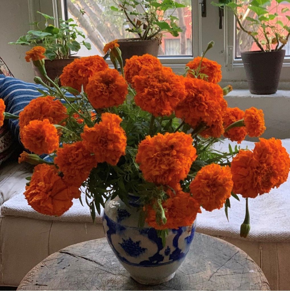 Marigolds--the Flower Optimism and Success
