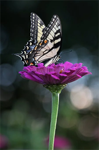 Butterfly: come to remind us about the power of transformation and that there needs to be a shift infernally before you shift externally. Seeing a butterfly may indicate a cycle of transformation and grown occurring in your life.