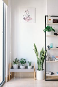 Tip #4: Plants
Yes, real plants! They bring life, vitality, and fresh air into your space.